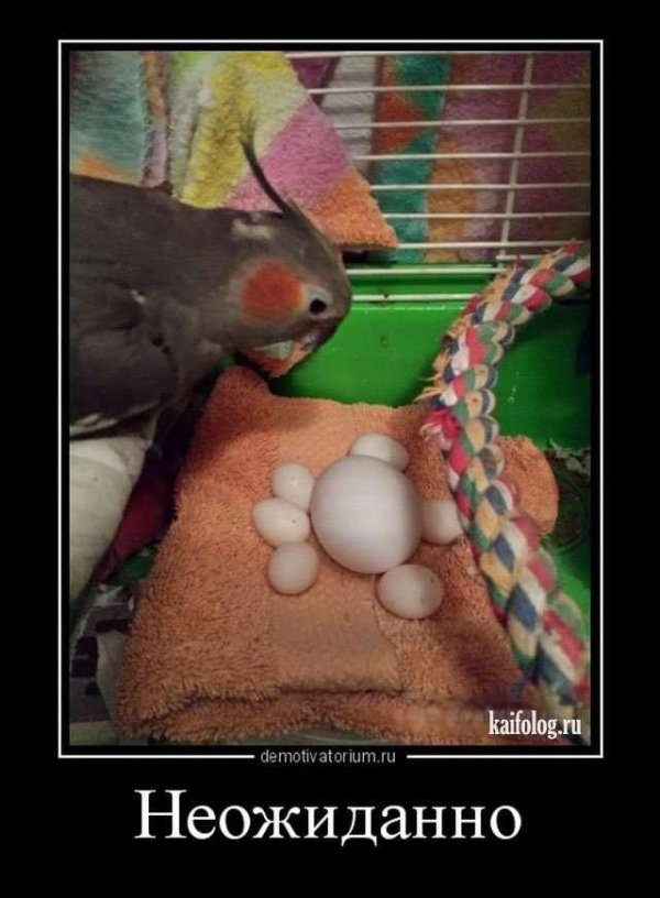 яйца попугаев неразлучников