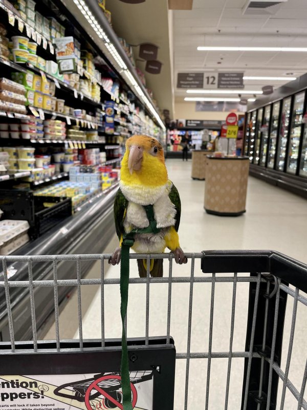 каики попугаи