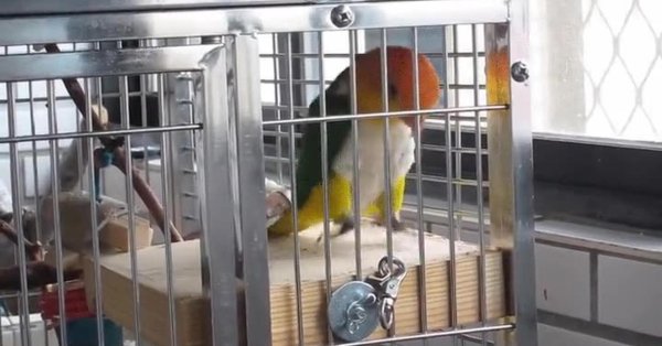 клетка попугаев
