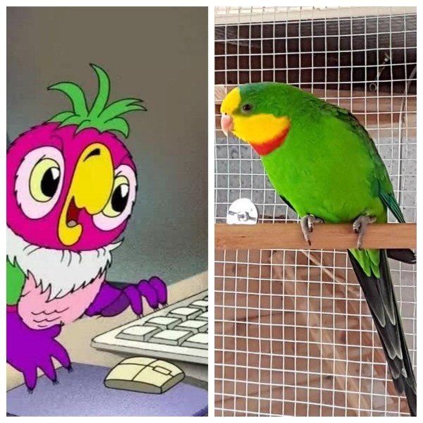 попугаев кеша