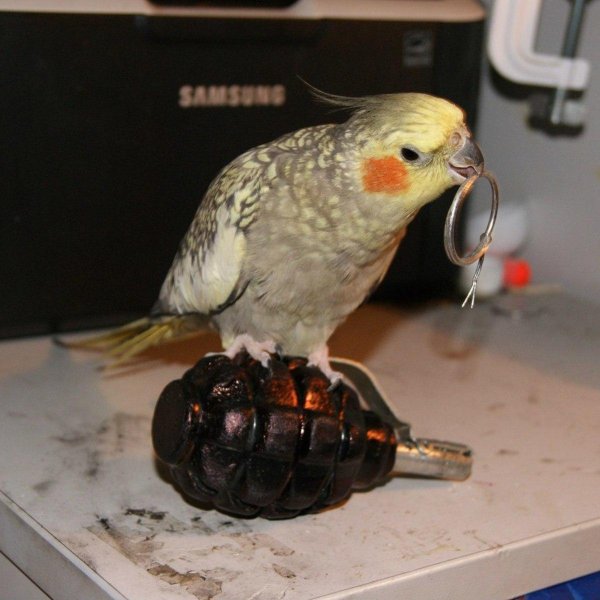 мемы с попугаями