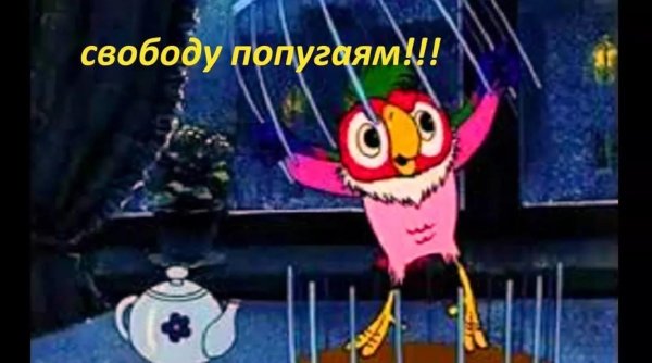 кеша в клетке свободу попугаям