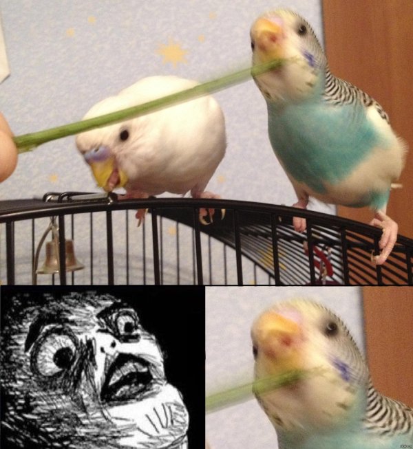 попугайчик волнистый