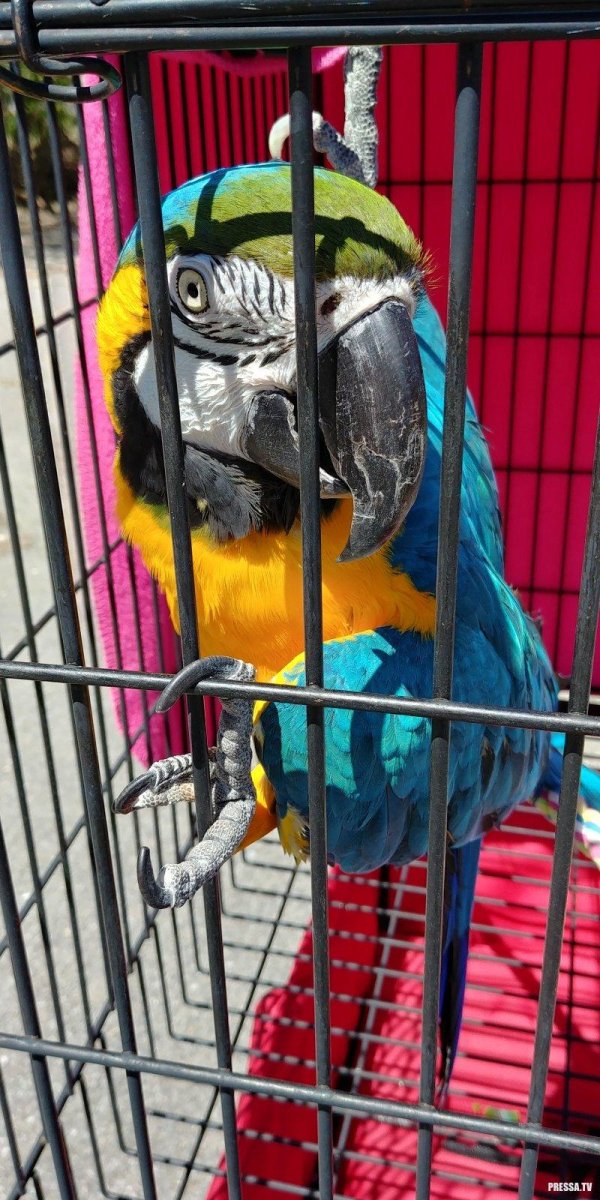 попугаи ара