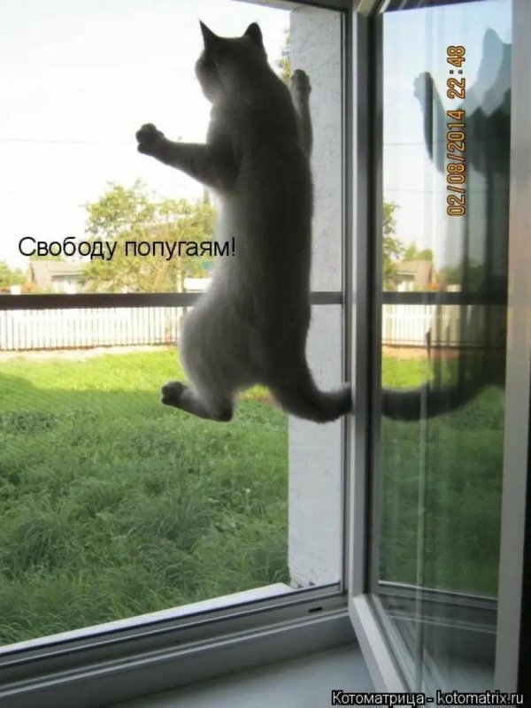 прикольное животное