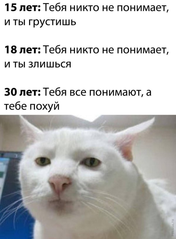 а кот мем