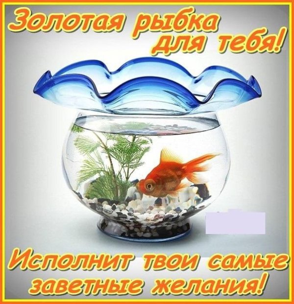 золотая рыбка для аквариума