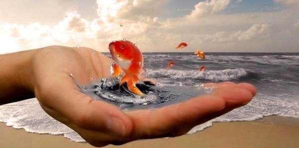 золотая рыбка