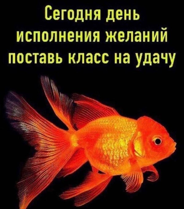 золотая рыбка