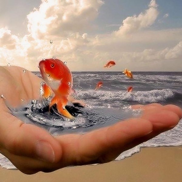 поймай золотую рыбку