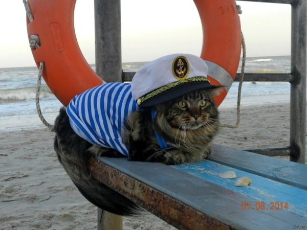 кот матрос мусоргский