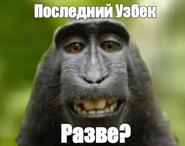 морда обезьяны