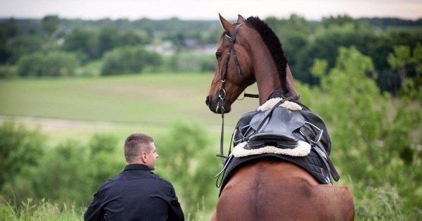 лошадь лошадь