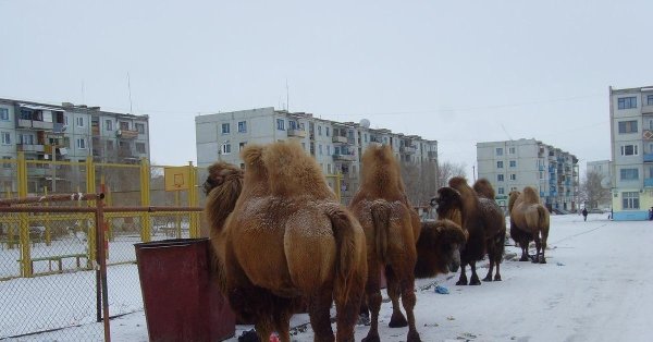 верблюд двугорбый