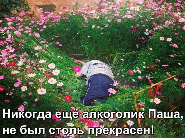 цветок алкоголик