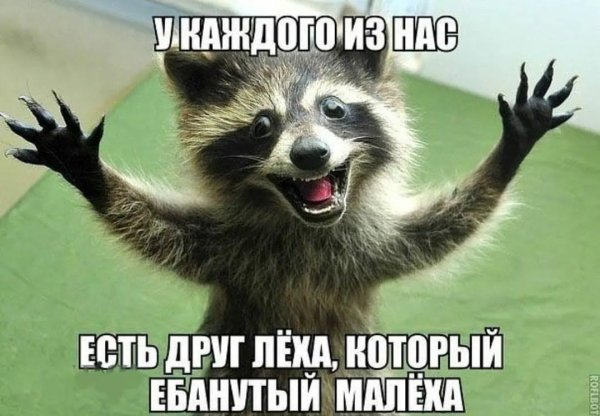 веселый енот