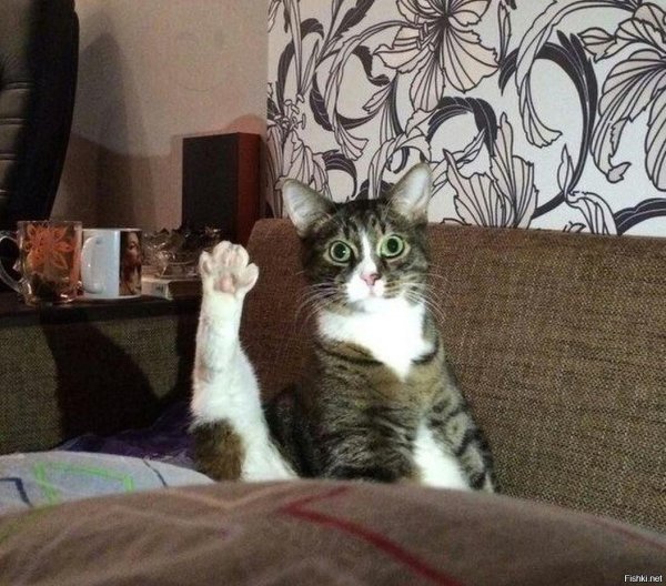 приветливая кошка