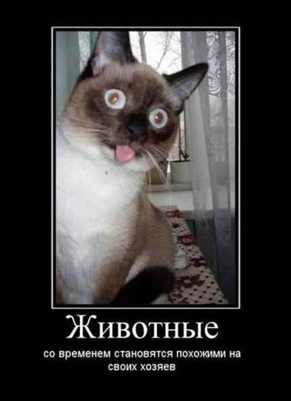 Демотиваторы
