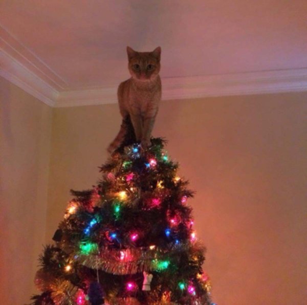 наряди елку