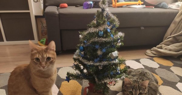 коты роняют елку