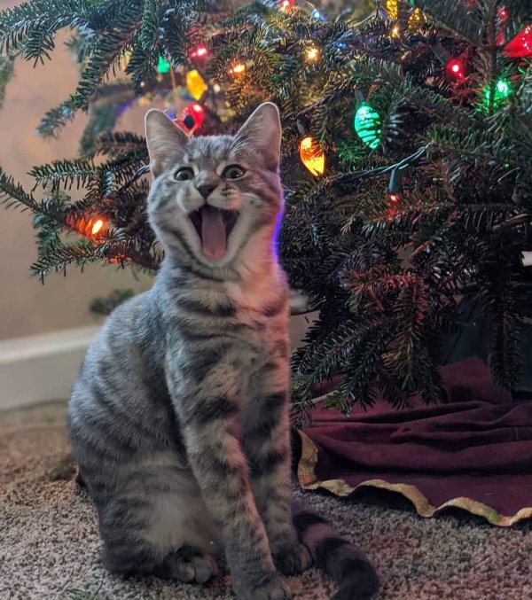 новогодние котики смешные