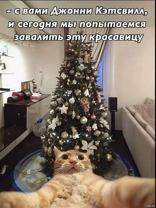 джонни кэтсвилл