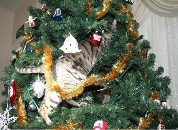 кот роняет елку