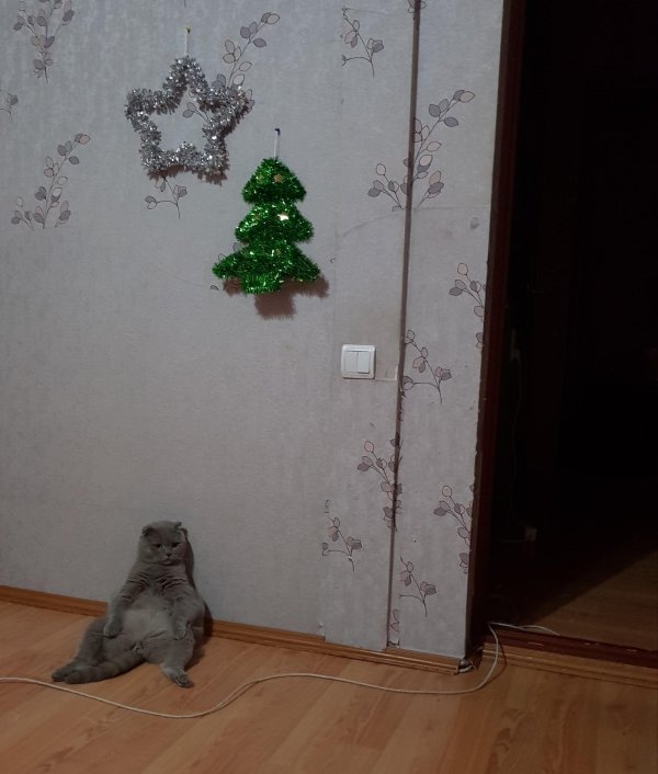 шотландец вислоухий