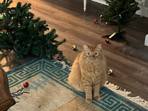 кот роняет елку