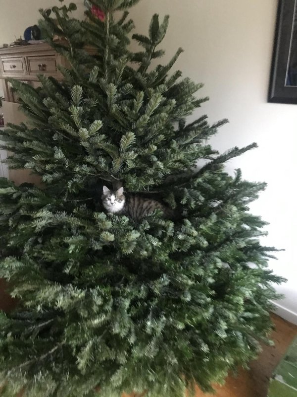 новогодней елки