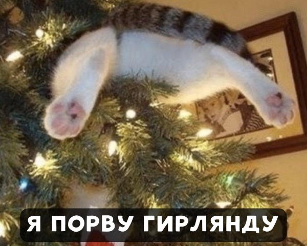 смешной новогодний котик