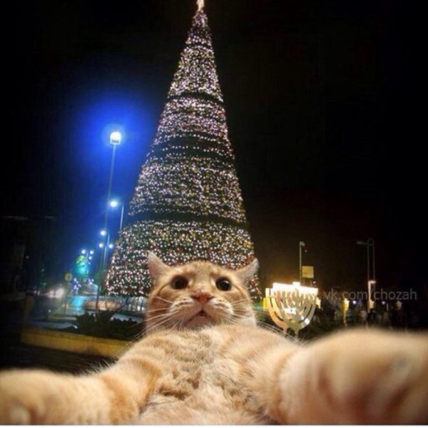 джони кэтсвил