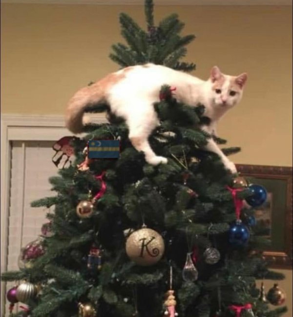 коты и елки