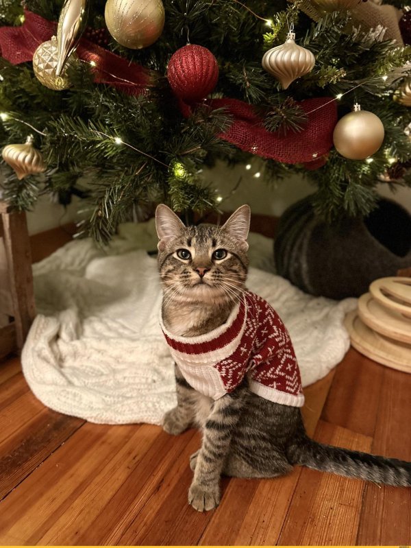 котики новогодние