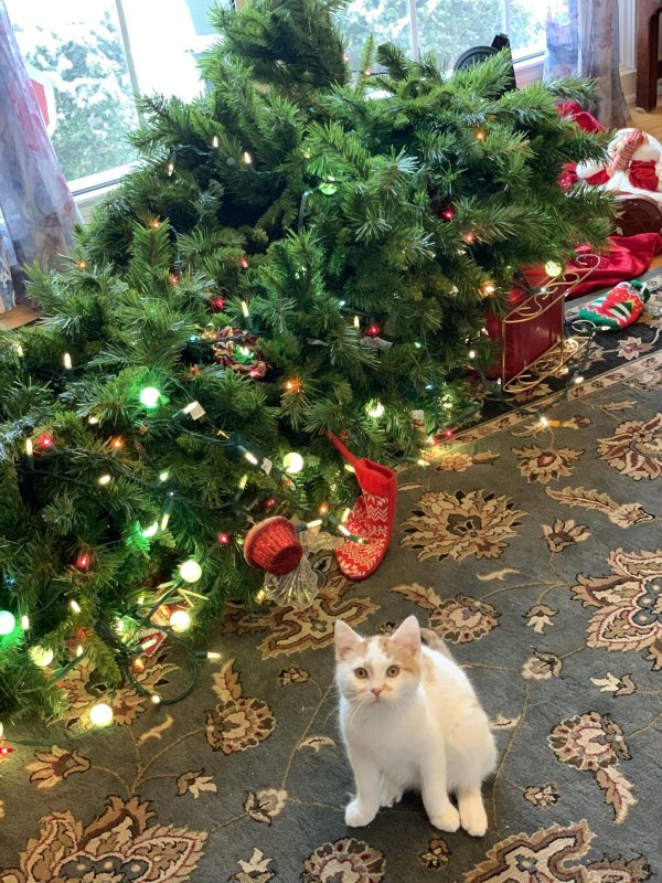 новогодние коты