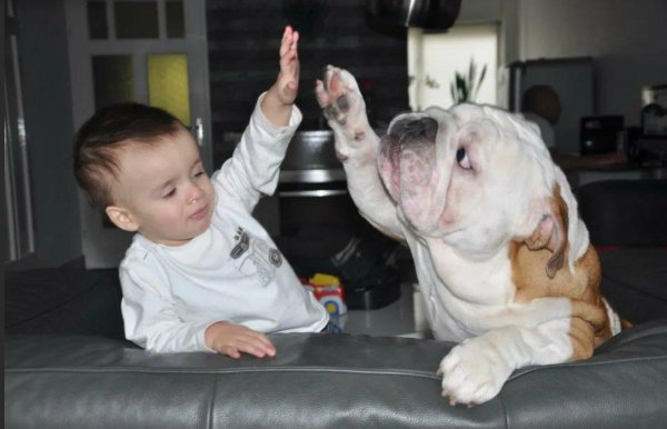 английский бульдог жажа