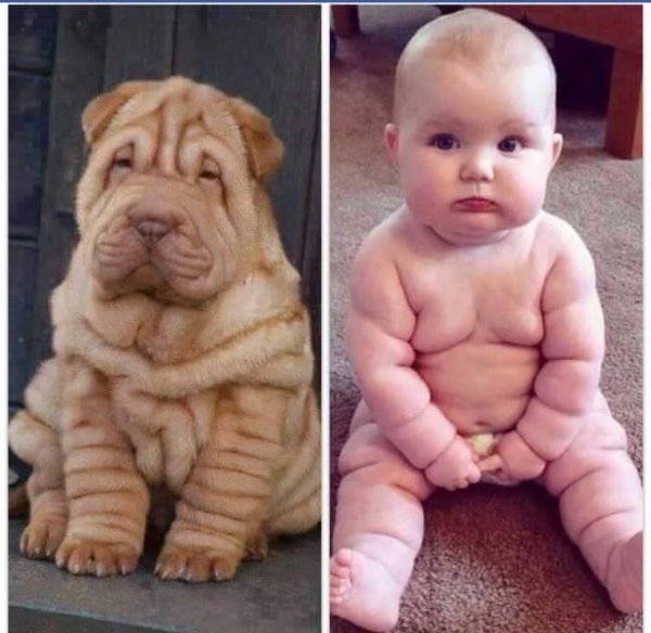 порода шарпей