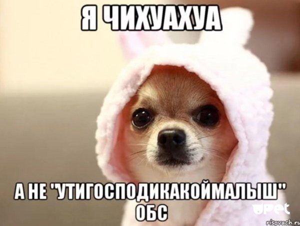 собачка чихуахуа