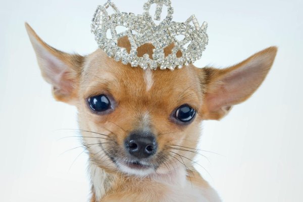 собачка в короне