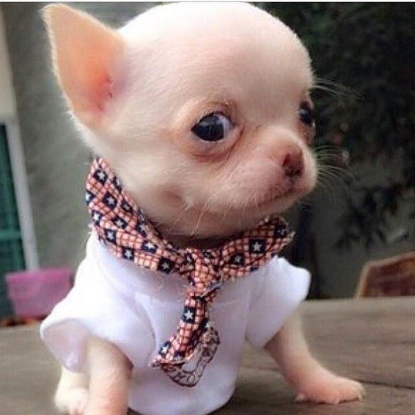 чихуахуа пуппи