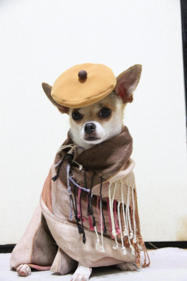 собачья мода