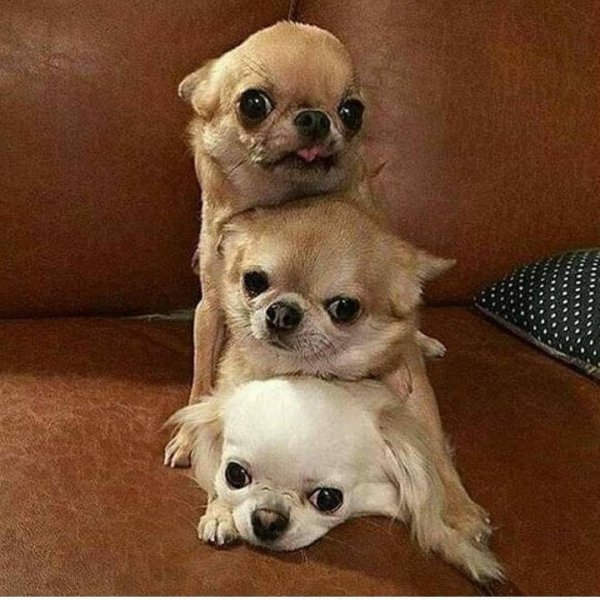 милые собачки чихуахуа