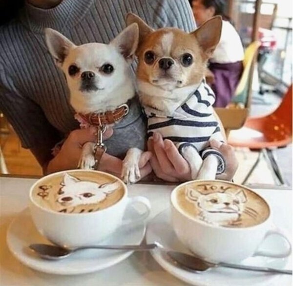 доброе утро с собачками