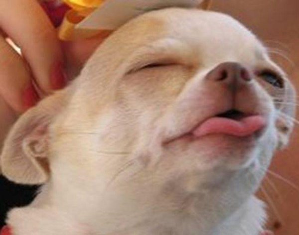 себек бебек