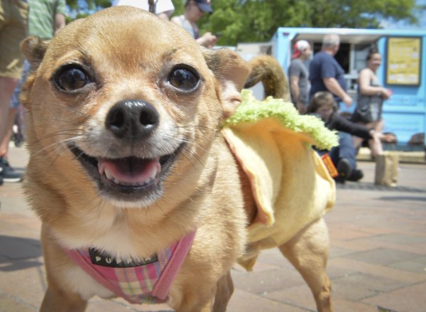 порода чихуахуа