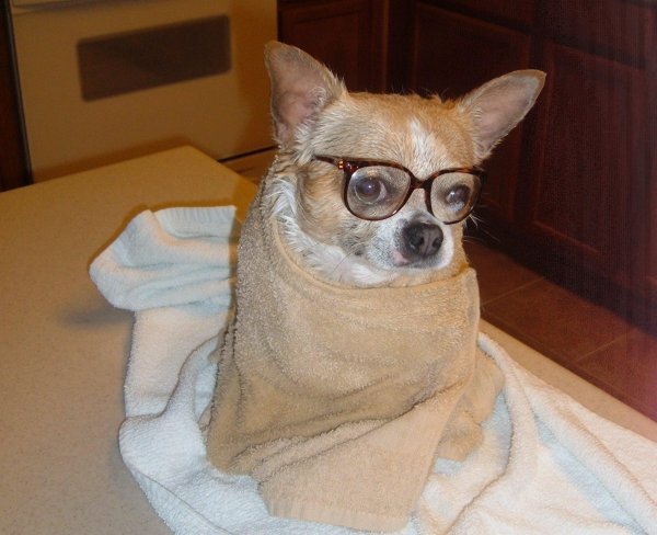 чихуа чихуа