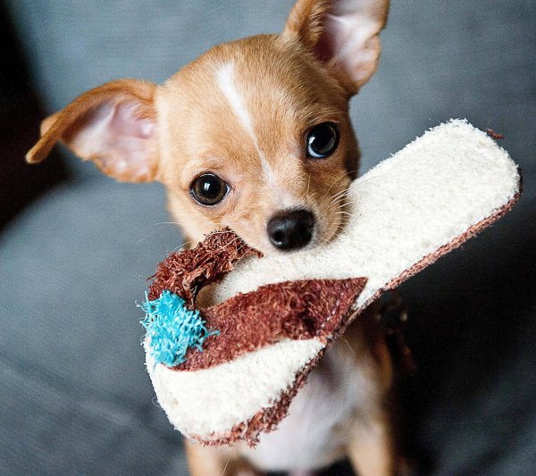 собачка чихуахуа