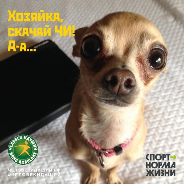 пучеглазая чихуахуа