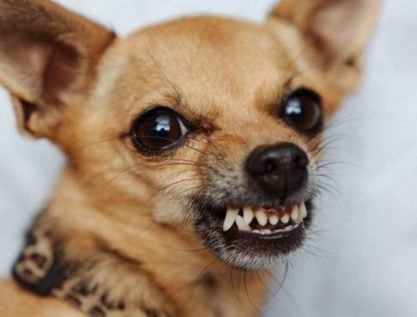 злобная чихуахуа