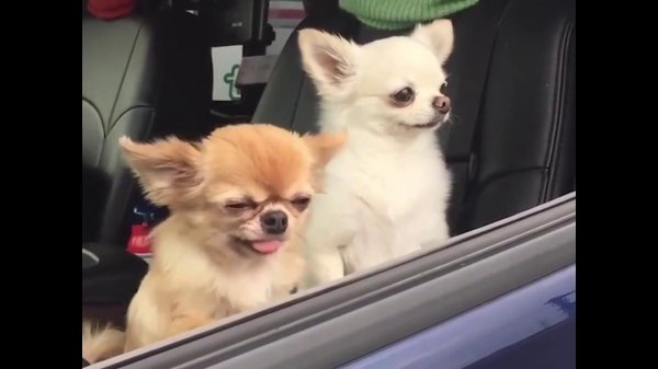 чихуахуа мем